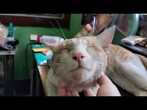 Yadu ,getting scratches and more #cats #vlog #catslover