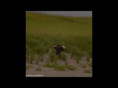 Bald Eagle at Sunset Beach