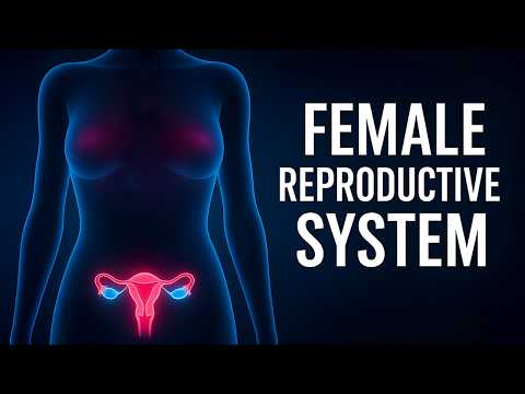 Quizlet On Reproductive System