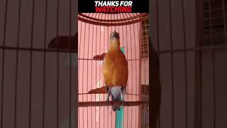 Download lagu PANCINGAN,MASTERAN ANIS MERAH,Anis bisu pasti akan langsung nyaut mp3 Download lagu PANCINGAN,MASTERAN ANIS MERAH,Anis bisu pasti akan langsung nyaut mp3