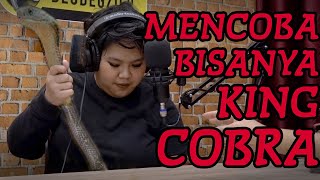 Download lagu GOKIL! KING COBRA TERBESAR DI STUDIO MUNCUL DI DUNIA! (PANJI BOCAHILANG) mp3 Download lagu GOKIL! KING COBRA TERBESAR DI STUDIO MUNCUL DI DUNIA! (PANJI BOCAHILANG) mp3