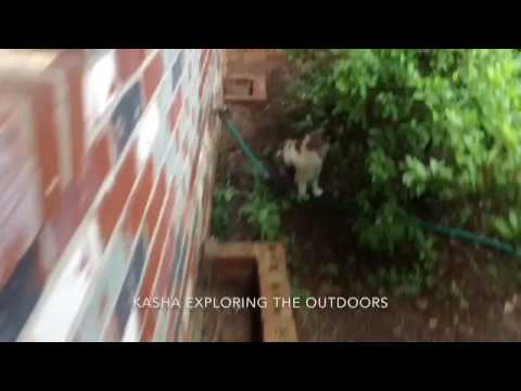 Merle And Kasha Sleeping and chilling! (Cute Cat Video)