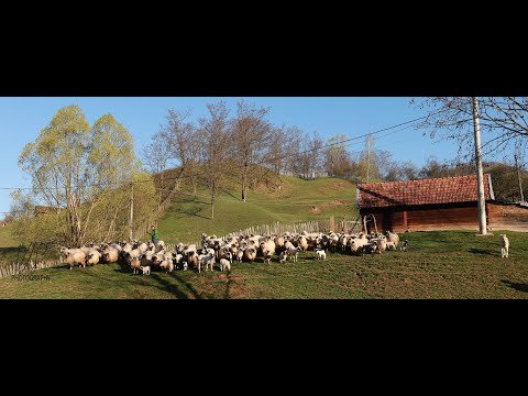Sheep shearing, a necessary practice today for my friend Cosmin's sheep herd from the village of ...