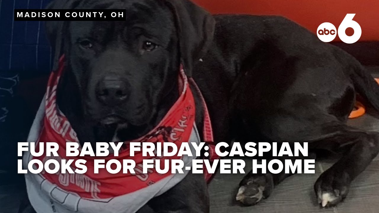 Fur Baby Friday: Adorable lab mix completes training and waits for his forever home
