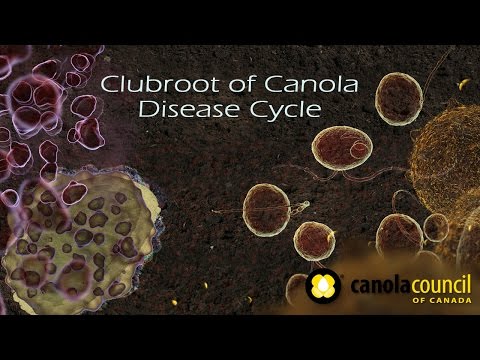 Clubroot of Canola Disease Cycle