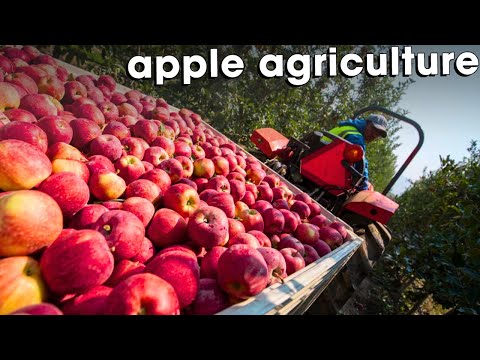 How American Farmers Produce And Harvest Billions Of Apples Every Year