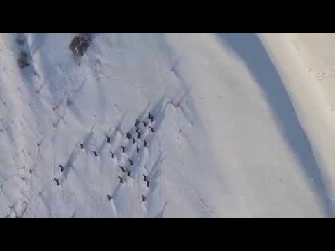 Charpathian Red Stag in Romania from Helicopter