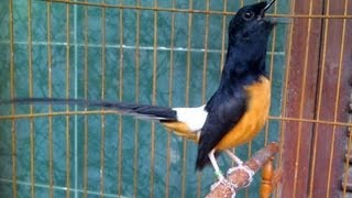 Download lagu MURAI BATU 100 Juta JUARA! Murai Batu Juara 1 Super Gacor Murai Medan Ekor Panjang 2019 mp3