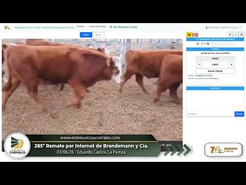 03-06-26 - 285º Remate por Internet de Brandemann y Cía. - Eduardo Castex, La Pampa