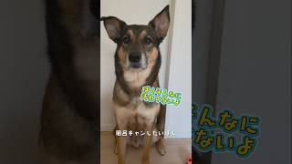 おはようまるちゃん🌞#雑種犬 #雑種 #保護犬 #犬のいる暮らし #いぬのいる生活 #犬のいる生活 #保護犬との暮らし #愛犬 #かわいい犬 #いぬ #犬