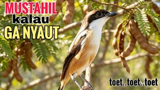 Download lagu toet toet suara cendet gacor PAGI SIANG SORE sangat efektif buat Pancingan cendet diam agr cpt bunyi mp3 Download lagu toet toet suara cendet gacor PAGI SIANG SORE sangat efektif buat Pancingan cendet diam agr cpt bunyi mp3