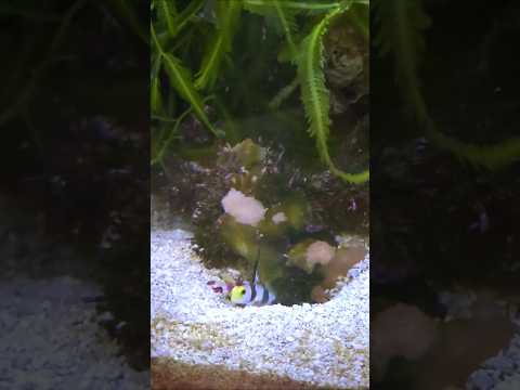 Lunch time for the Goby and Pistol Shrimp!