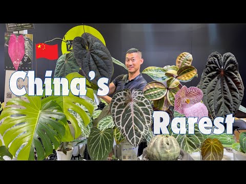 China’s Elusive RARE Exotic Plant Market Unveiled | Bangkok International Exotic Plants Wuxi
