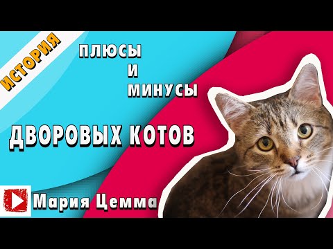 КАКОГО КОТА/КОШКУ ВЫБРАТЬ | плюсы и минусы дворового кота | ОТЛИЧИЯ ПОРОДИСТЫХ ОТ БЕСПОРОДНЫХ