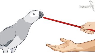 How to Train Your Parrot