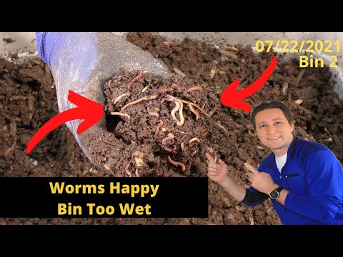 10 Gallon Worm Bin 2 Too Wet Plastic Bag removed 7/22/2021