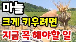 마늘수확 한달 전 /지금 꼭 해야 특대마늘 수확해요/#마늘수확시기 #마늘비대기 #마늘크게키우는방법