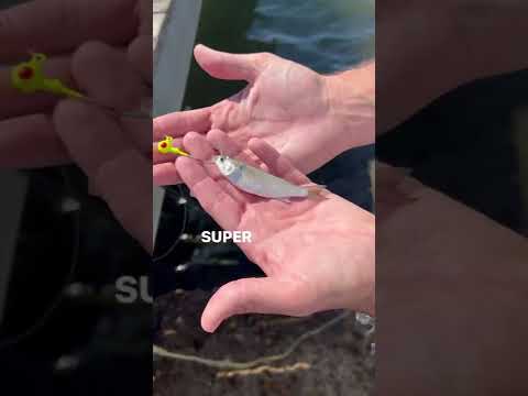 Easiest FLOUNDER Fishing Rig