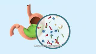Digestive System Adventure!