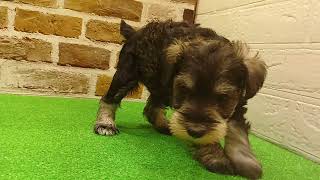 ビションフリーゼの動画01