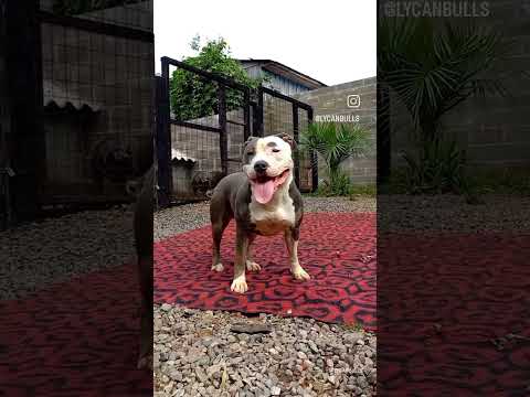 Amstaff Lilith #amstaff #dog #shorts