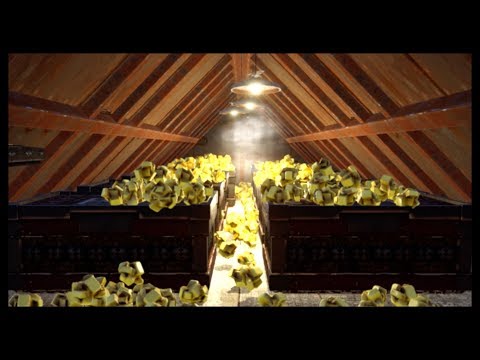 LOADED ROOF GLITCH BASE BUILD | * SOON to be PATCHED *