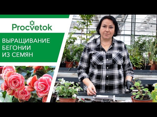 Как вырастить бегонию из семян?  Хитрости при посадке семян