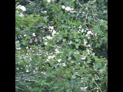 [FREE] midwest emo x nothing,nowhere. x skele x sendflowrs x sewerperson type beat - keep it all.