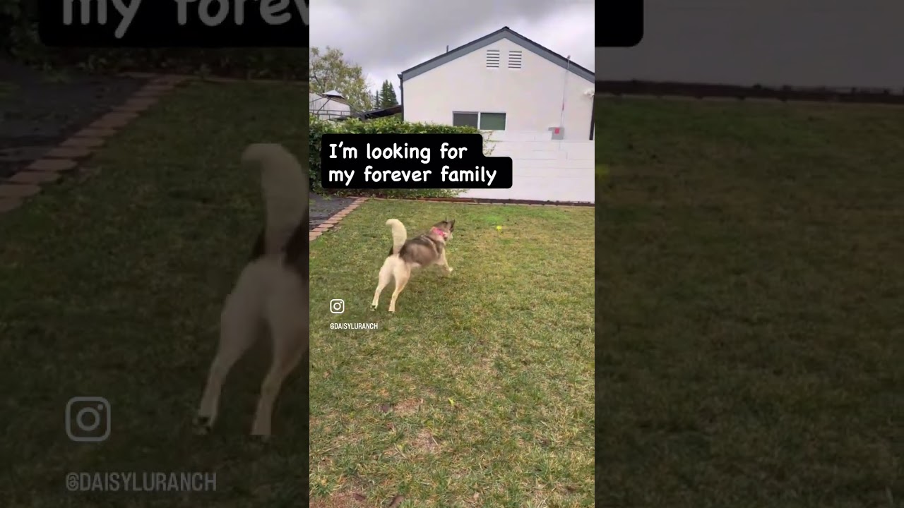 Enlarge Cali , a ADOPTABLE mixed breed in Camarillo, CA video 6/6