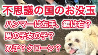 不思議の国のお没玉 ハンマーは左手、のこぎりは右 ? 男の子女の子 ? 双子? クローン ?