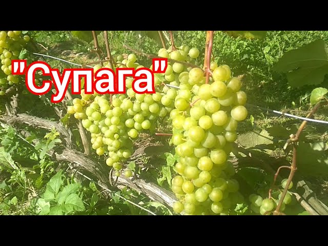Сорт винограда "Супага".