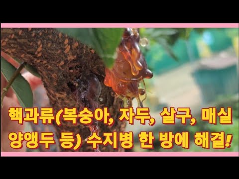 , title : '핵과류(복숭아, 자두, 살구, 매실, 양앵두 등) 수지병(나무의 눈물) 한 방에 해결하기(농사의신)'