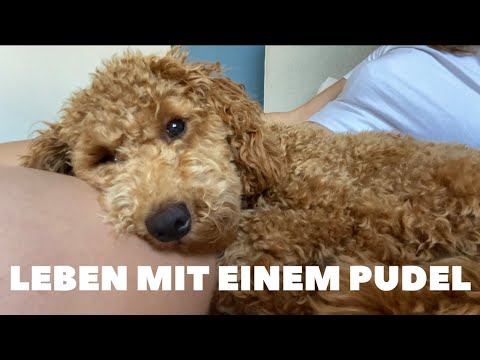 Du weißt du hast einen Pudel, wenn...