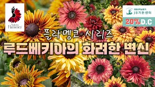 기존 루드베키아를 잊게 만들 새로운 루드베키아의 탄생!! 플라멩고 시리즈를 소개드립니다!!!!!!