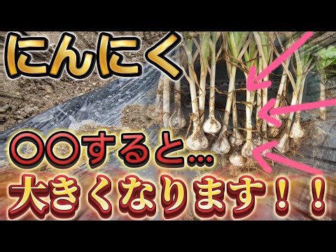 ニンニクで鶏の駆虫を行うと鶏舎の汚染を防ぐ可能性がある