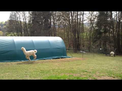 Alpacaimperio.de Spring/Frühling 2011 Tännesberg