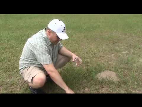 download lagu mp3 mp4 Best Product To Kill Ants In Lawn, download lagu Best Product To Kill Ants In Lawn gratis, unduh video klip Best Product To Kill Ants In Lawn