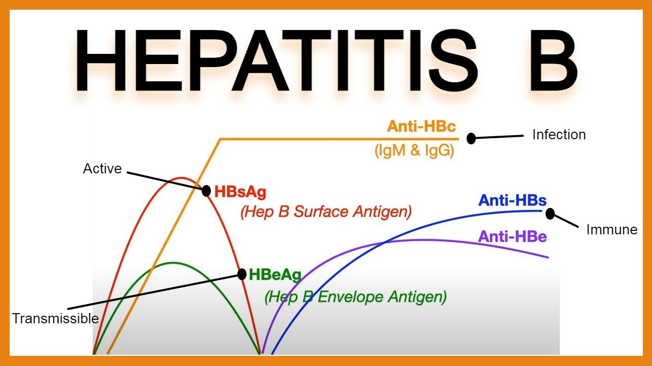 Hepatitis B Serology/Interpretation