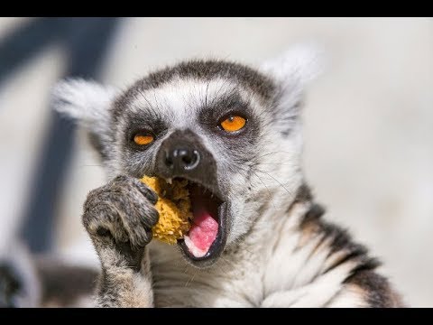 Most Funny And Cute Lemurs- New Compilation
