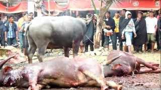 preview picture of video 'Tana Torajah Funeral Ceremony Water Buffalo Sacrifice - Day 3'
