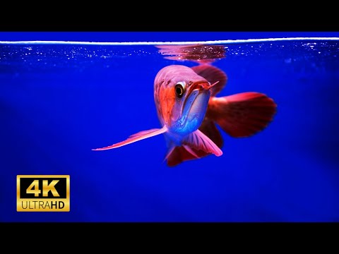 Amazing Aquarium Arowana Fish 4k in Ultra Hd