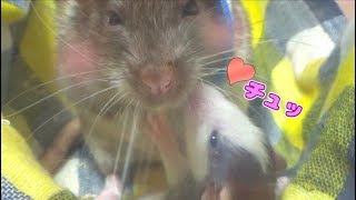 腕を失ったラットに同居人を入れたら、懐かれてデレデレになった(ゆっくり実況音声あり)