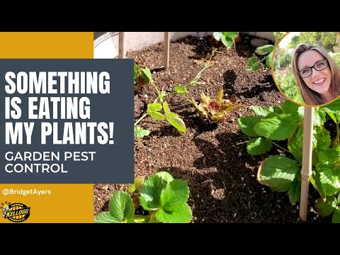 What's Eating My Plant? 🌱🦗👩🏼‍🌾