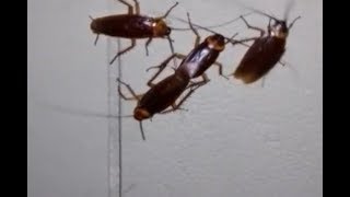 Miniatura do vídeo