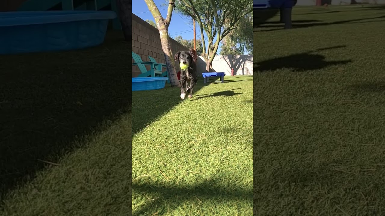 Enlarge Truman, a ADOPTABLE mixed breed in Scottsdale, AZ video 4/6