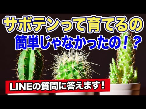 イースターサボテンはいつ、どのように切るのですか？この春の3つの簡単な繁殖方法  庭園