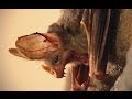Are You Afraid Of Bats