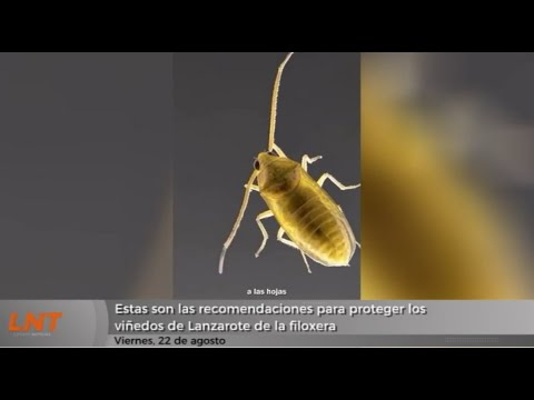 Estas son las recomendaciones para proteger los viñedos de Lanzarote de la filoxera