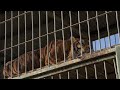 Tigers Living In Train Car For 15 Years Leave For Sanctuary