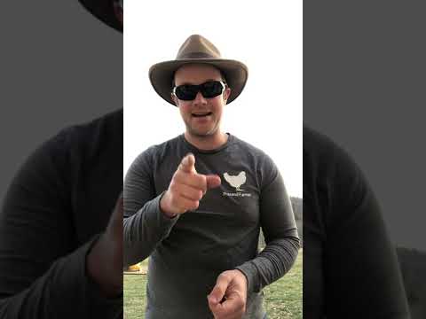 Buff Rock’s Vs. Buff Orpington’s